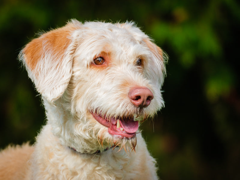 Suzy Labradoodle Disponible pour adoption Animatch