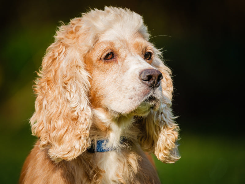 Tangela Cocker Spaniel Adopted Animatch