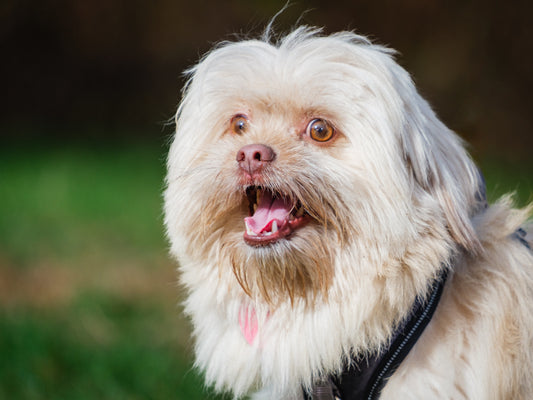 Tao (25211) a Shih Tzu Adopté on 11 December 2025
