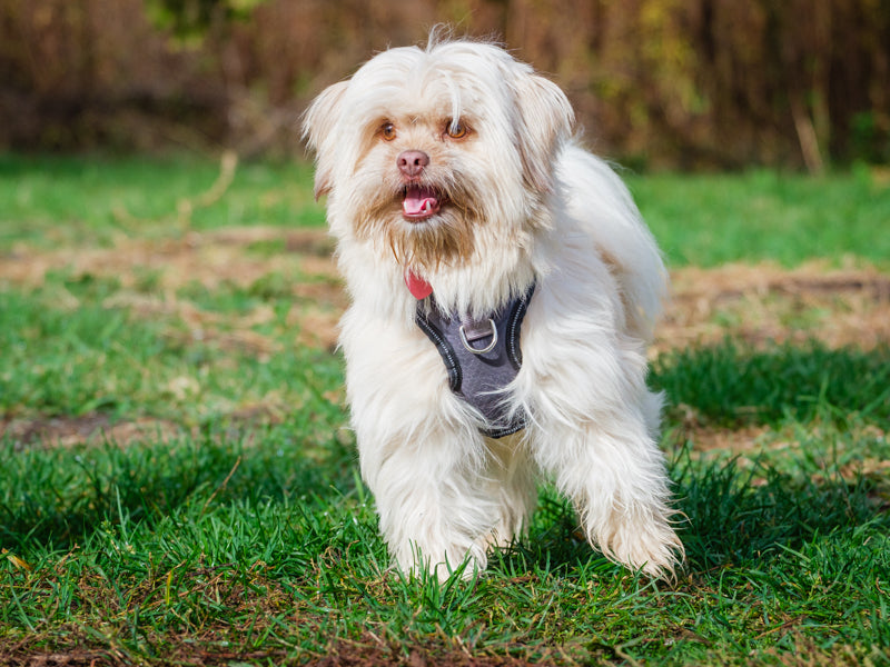 Animatch Tao – Animatch.ca Dog Adoption