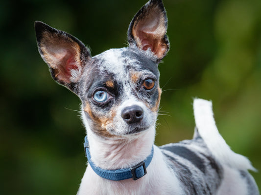 Tarzan Chihuahua Available for Adoption Animatch