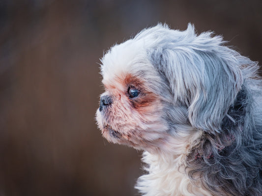 Tasha (25232) a Shih Tzu Adopté on 22 November 2025