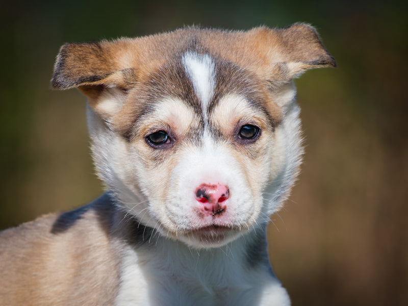 Taurus Shepherd-x Available for Adoption Animatch