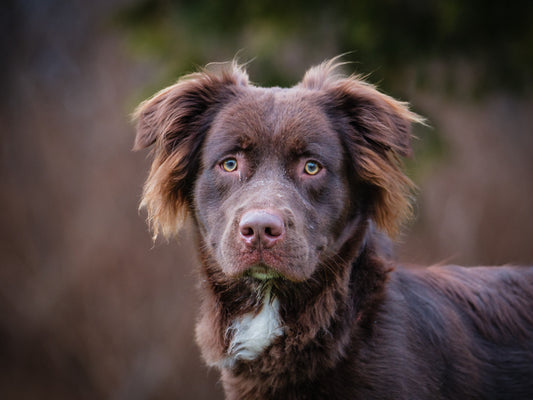 Taz (24301) a setter X Adopté on 13 January 2025