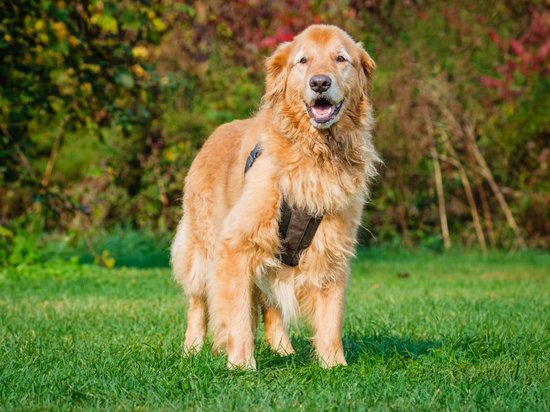 Animach Ted – Animatch.ca Dog Adoption