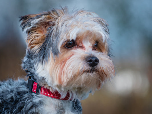 Teddy (25229) a Yorkie-x Adopté on  8 December 2025