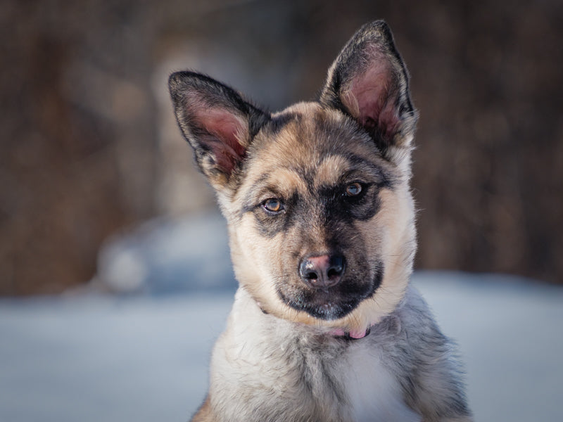 Tessa German Shepherd Available for Adoption Animatch