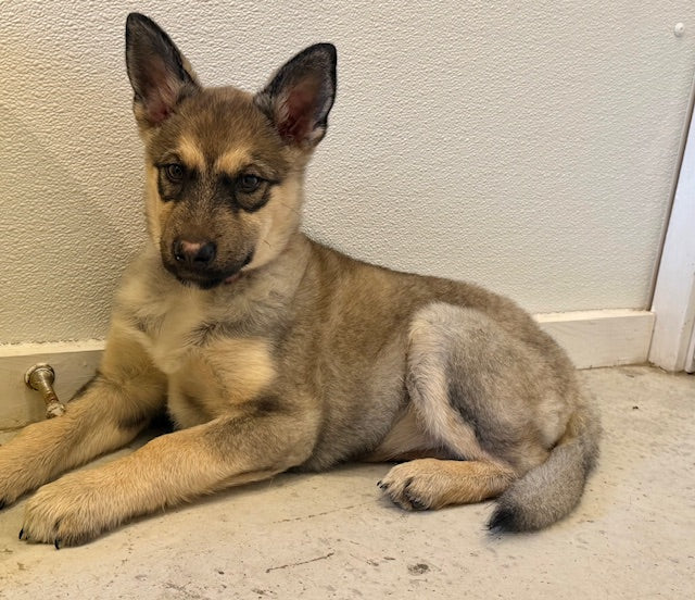 Tessa German Shepherd Available for Adoption Animatch