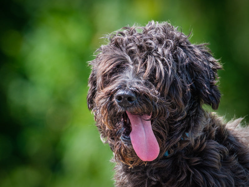 Theo Miniature Schnauzer  Available for Adoption Animatch