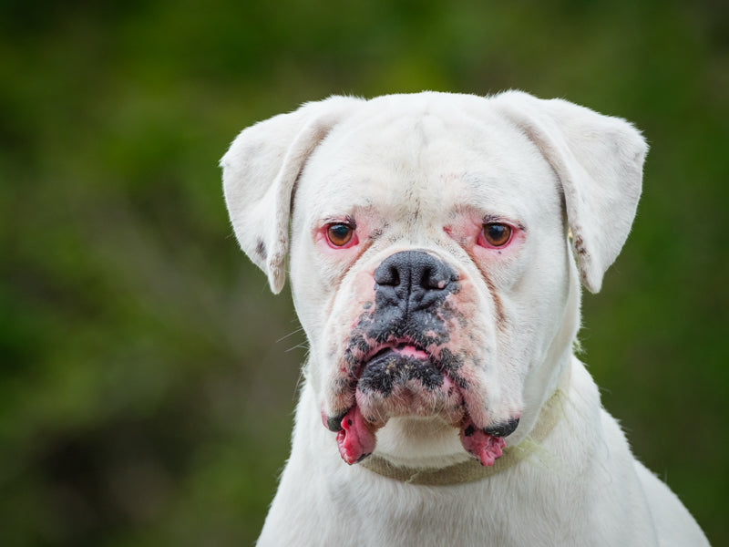 Thor Boxer Available for Adoption Animatch
