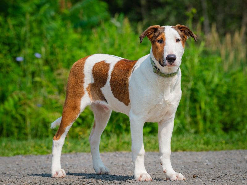 Animach Ti-gars – Animatch.ca Dog Adoption
