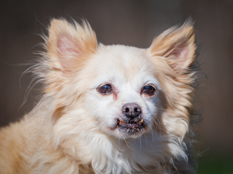 Ti-loup Pomeranian Available for Adoption Animatch