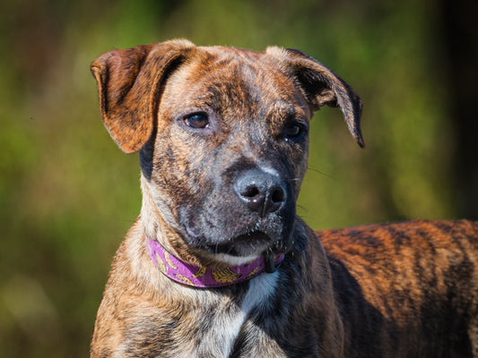 Tiger Mastiff-x Available for Adoption Animatch