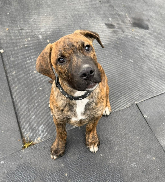 Tiger Mastiff-x Available for Adoption Animatch