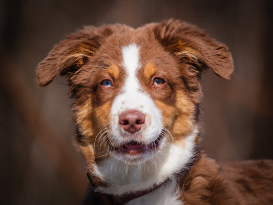 Tilly (25056) a Berger australien Adopté on 12 May 2025
