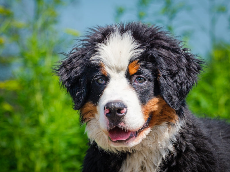 Timber Bernese Mountain Dog Available for Adoption Animatch