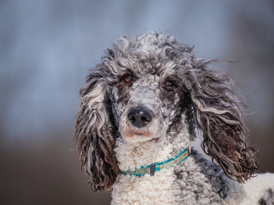 Tina (25017) a Caniche standard Adopté on 16 April 2025