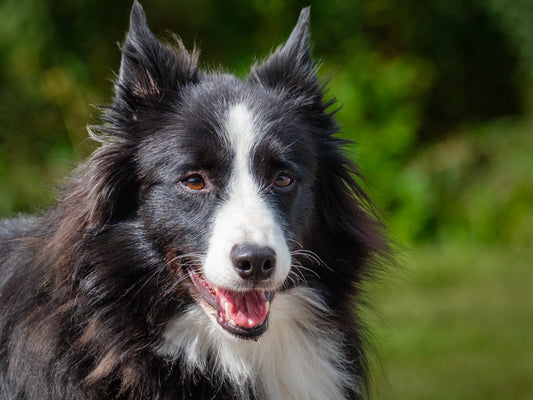 Tina Border Collie Disponible à l'adoption Animatch