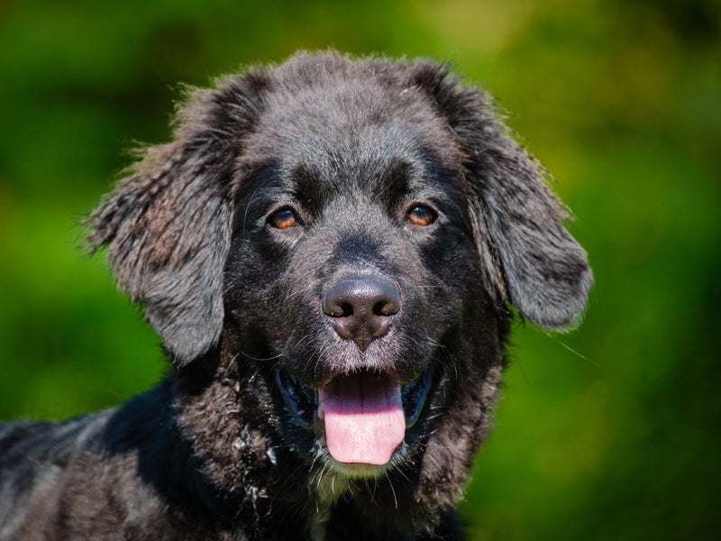 Toby Bernese x Golden Retriever Available for Adoption Animatch