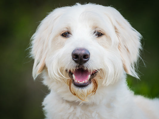 Tom (25099) a Goldendoodle Adopté on 29 June 2025