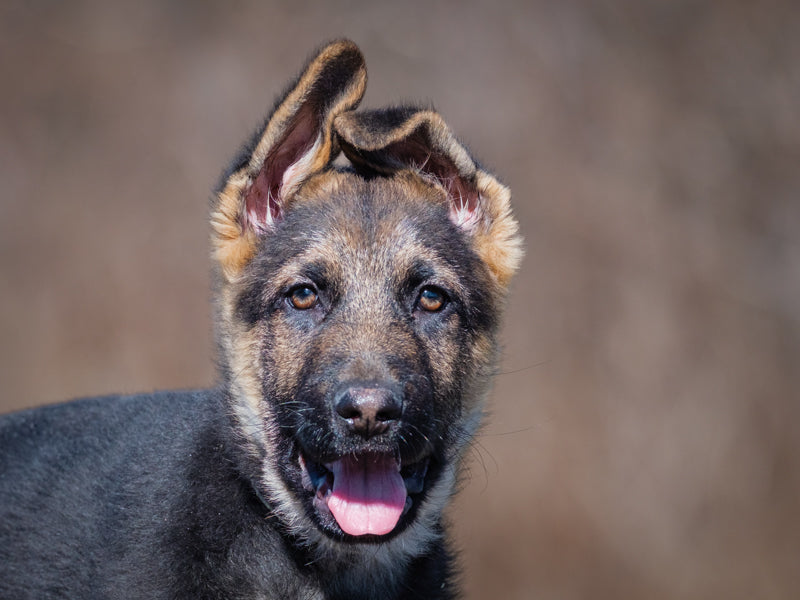 Tonka German Shepherd Available for Adoption Animatch