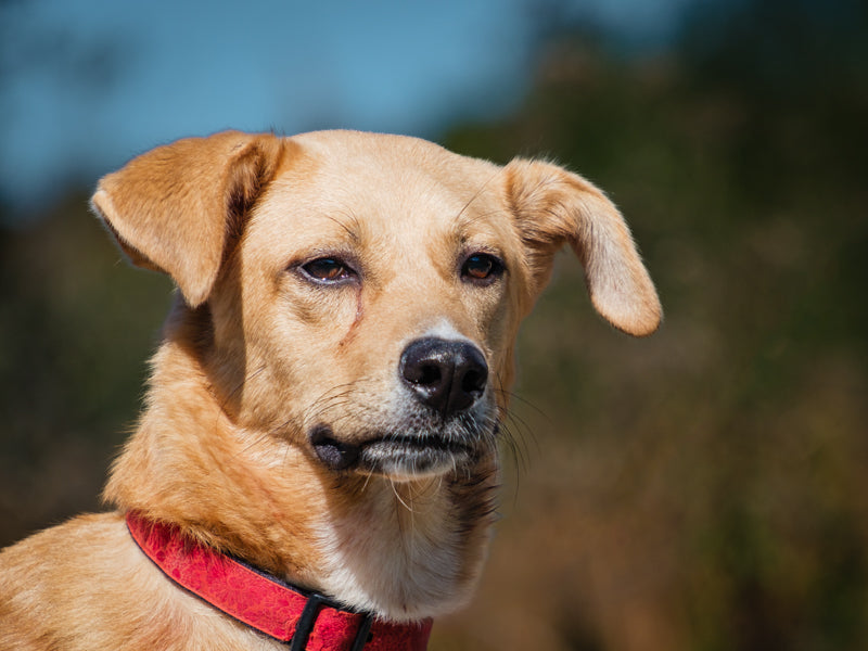 Torres Lab-x Available for Adoption Animatch