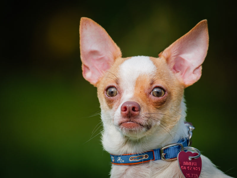 Tostado Chihuahua Available for Adoption Animatch