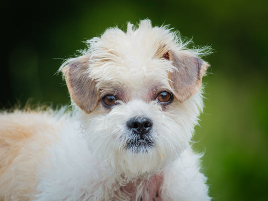 Totoro (25107) a Shih Tzu-X Adopté on 18 July 2025