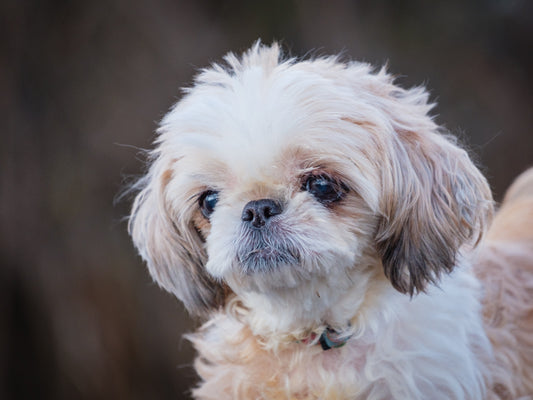 Toutounne (25234) a Shih Tzu Adopté on 21 November 2025