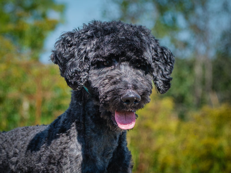Traylin Standard Poodle-x Available for Adoption Animatch