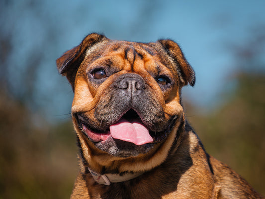 Trendy (25184) a Bouledogue français Adopté on 11 October 2025