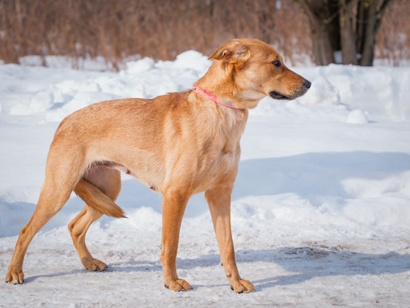 Animatch Tricks – Animatch.ca Dog Adoption