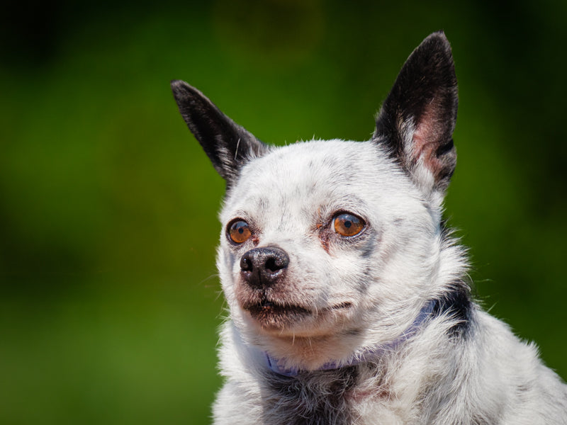 Trinity Chihuhua Available for Adoption Animatch