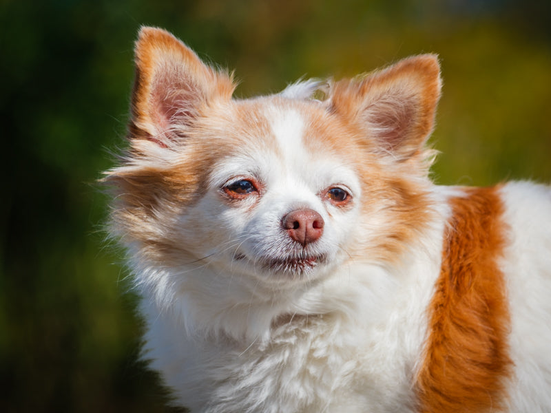 Trix Mixed breed Available for Adoption Animatch