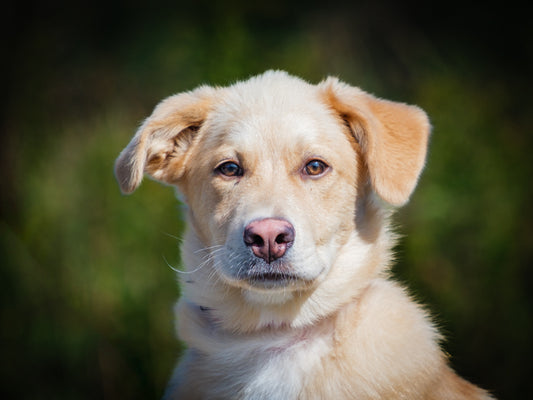 Turkey (25168) a Labrador-x Adopté on  6 October 2025