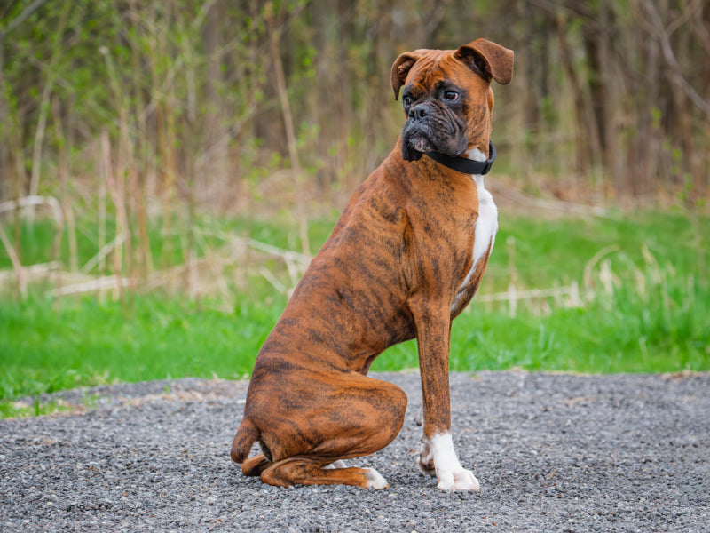 Animach Tyson – Animatch.ca Dog Adoption