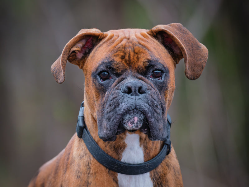 Tyson Boxer Available for Adoption Animatch