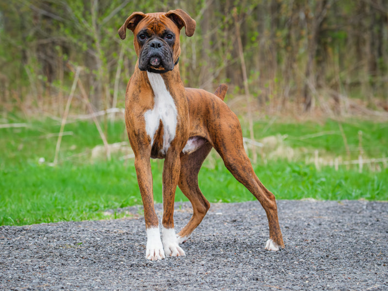 Animach Tyson – Animatch.ca Dog Adoption