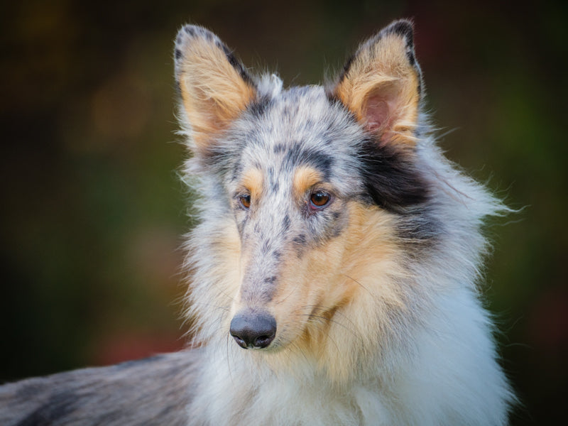 Umi Colley à poil long Disponible pour adoption Animatch