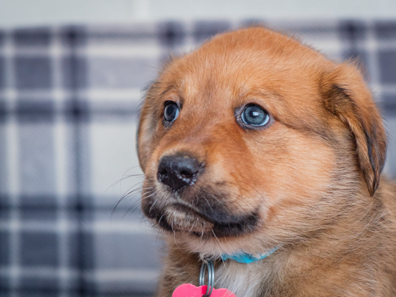 Ursa Lab-x Adopted Animatch