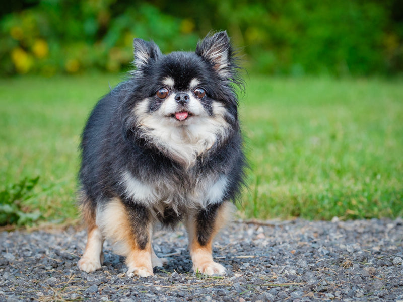 Valentino Long-haire Chihuahua Available for Adoption Animatch