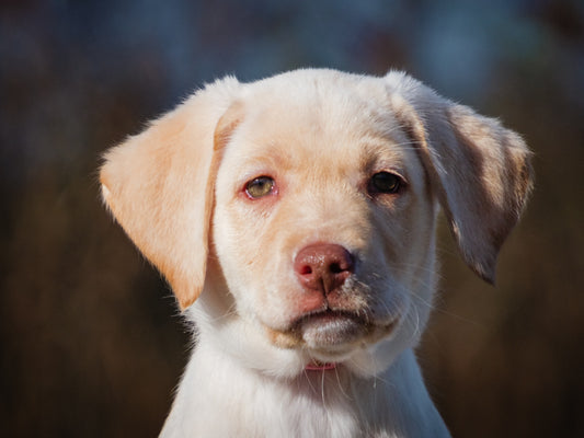 Vanilla (25215) a Labrador Retriever Adopté on  5 December 2025