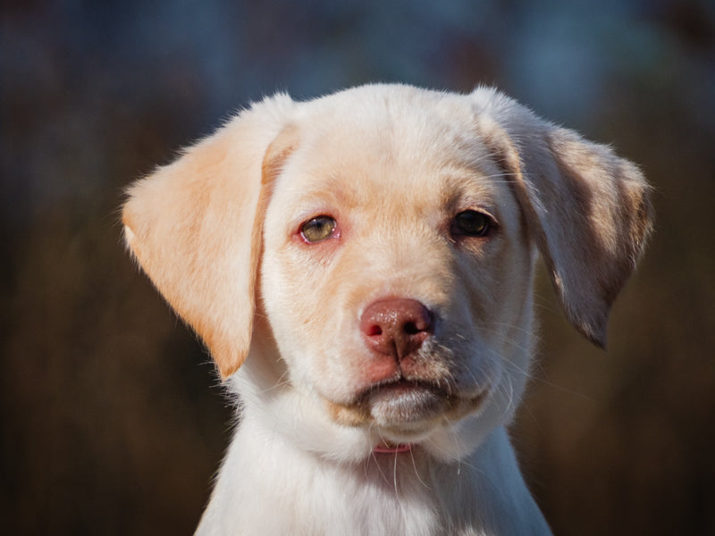 Vanilla Labrador Retriever Adopted Animatch