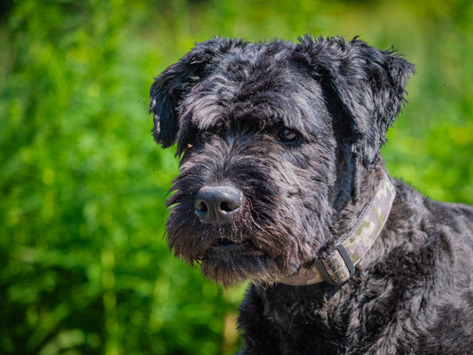 Velvet (25124) a Bouvier des Flandres Adopté on 10 August 2025