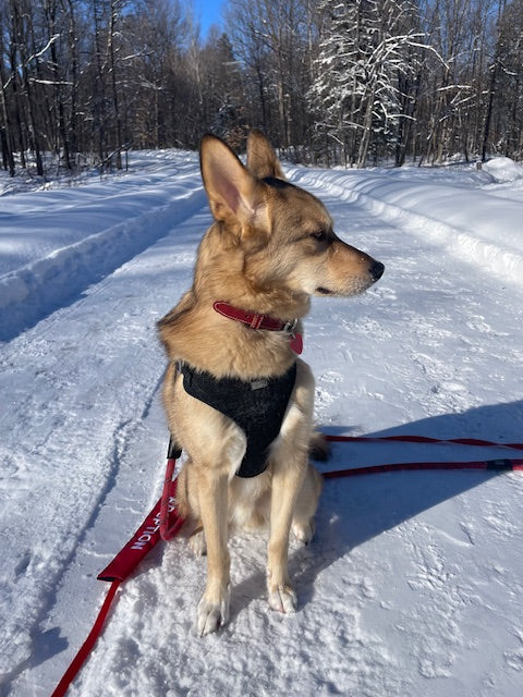 Animatch Veto – Animatch.ca Dog Adoption