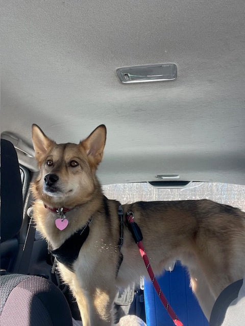 Animach Veto – Animatch.ca Dog Adoption