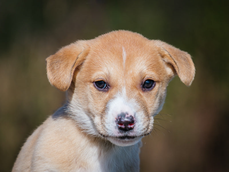 Virgo Shepherd-x Adopted Animatch