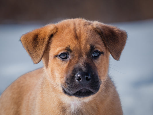 Louis Vuitton (26003) a Labrador croisé Boxer Adopté on  3 March 2026