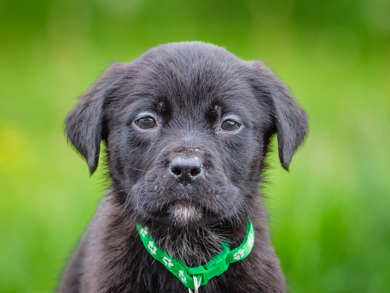 Whistler Rottweiler-x Available for Adoption Animatch