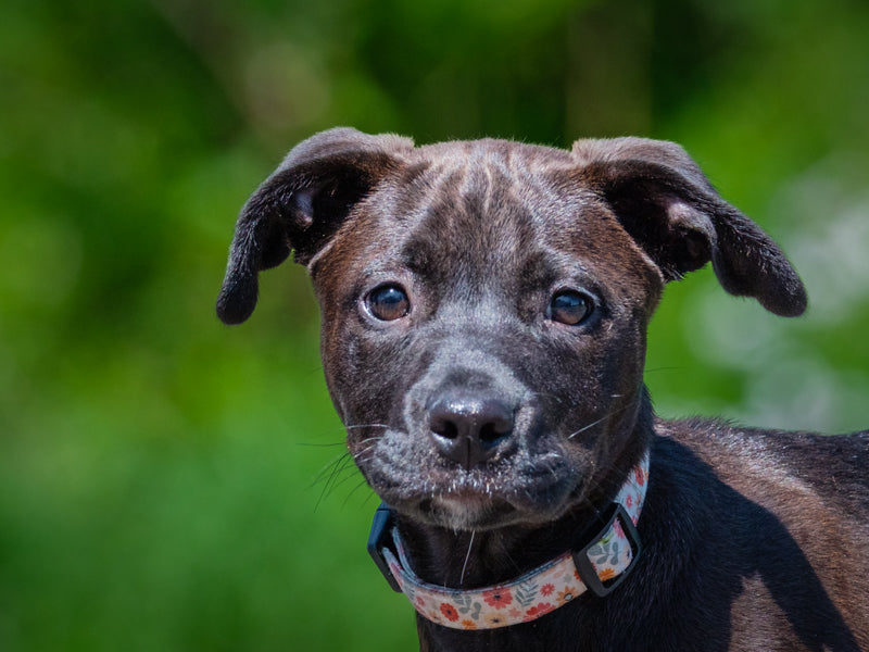 Whitney Labrador-x Available for Adoption Animatch